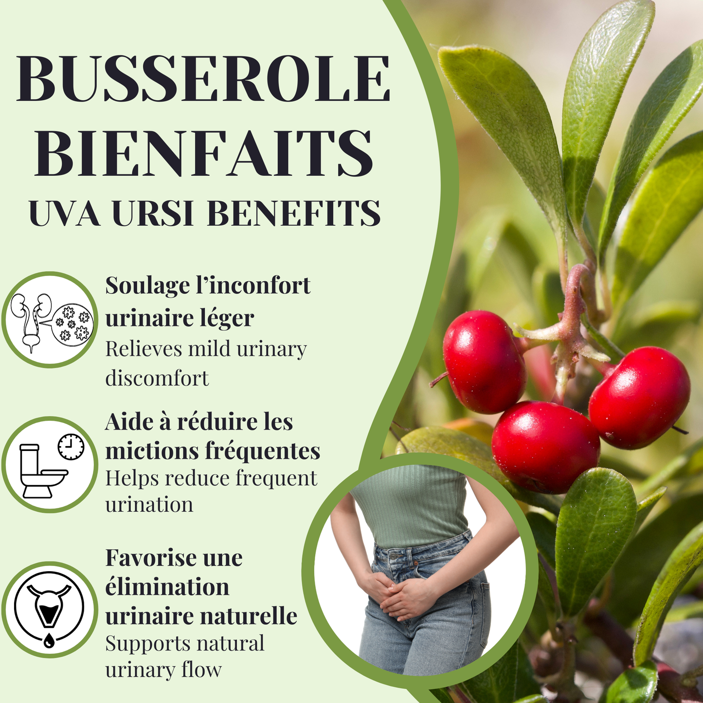 Busserole | Diurétique & infection urinaire | 100 grammes