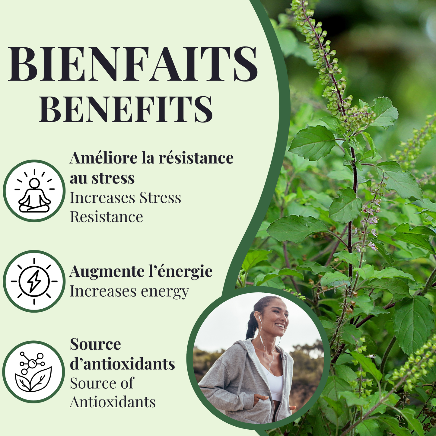 Basilic sacré| Fatigue & stress | 90 Capsules