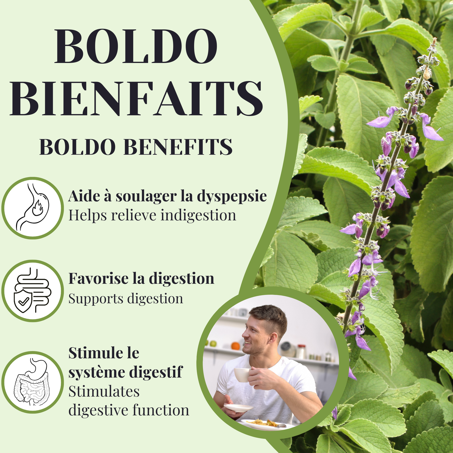 Boldo | Digestion | 25 Sachets