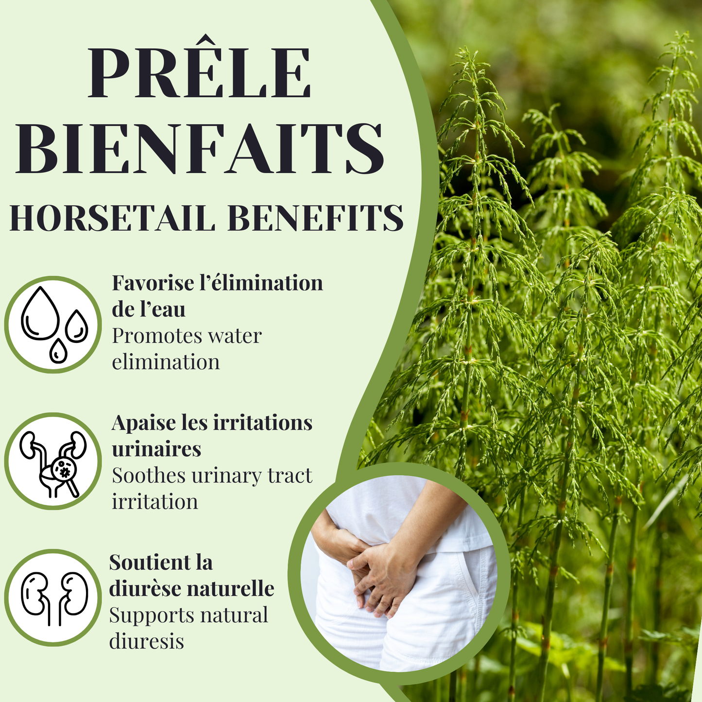 Prêle | Diurétique | 50 Sachets