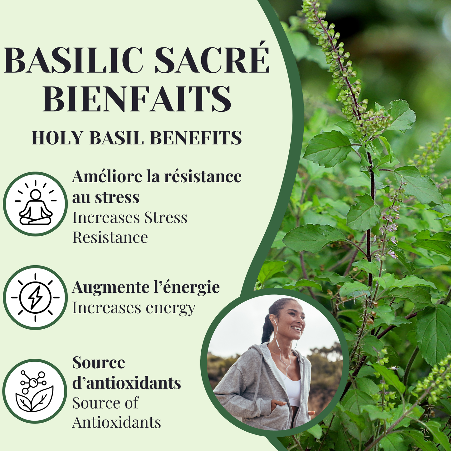 Basilic sacré BIO | Énergie & résistance au stress | 50 grammes