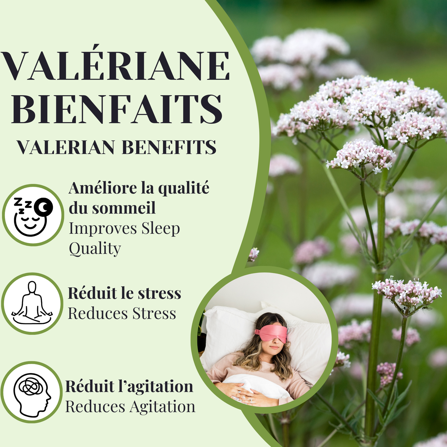 Organic Valerian | Mild sedative | 50 sachets