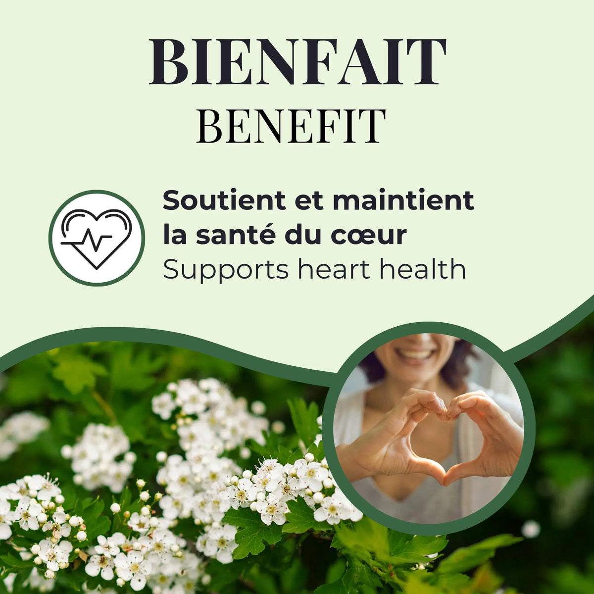 Aubépine | Santé cardiovasculaire | 25 Sachets