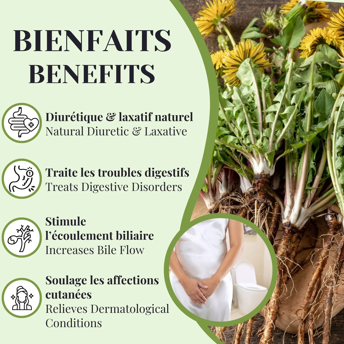 Bienfaits de la tisane de racine de pissenlit aidant à soutenir le foie, favoriser la détoxification et améliorer la digestion naturellement