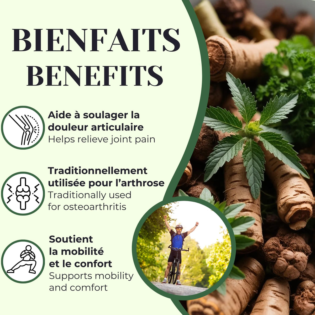Utilisée traditionnellement pour aider à soulager les douleurs associées à l’arthrose, cette tisane soutient la mobilité et le confort articulaire
Traditionally used for osteoarthritis, supporting mobility and joint comfort
