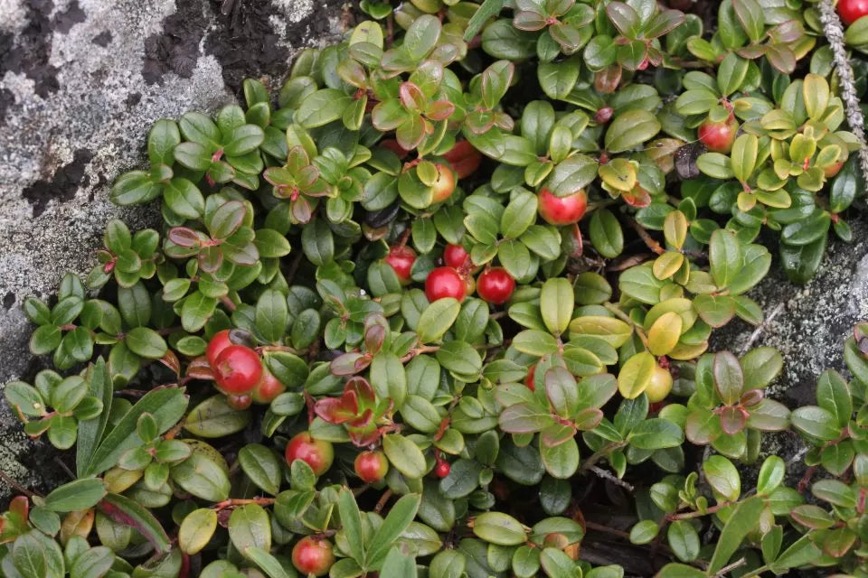 Confiture d'airelles | 190 ml