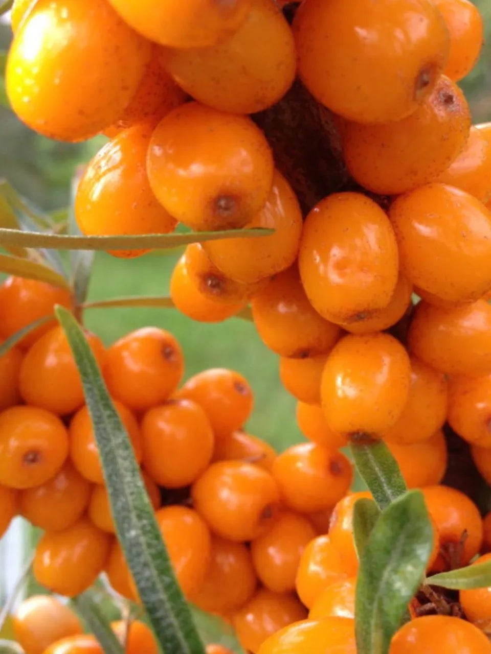 Sea Buckthorn Hot Sauce | 150 ml