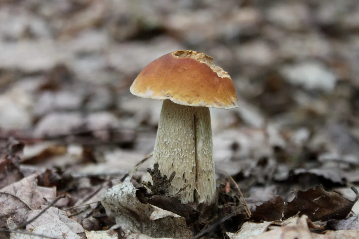 Bolets cèpes | 40 g