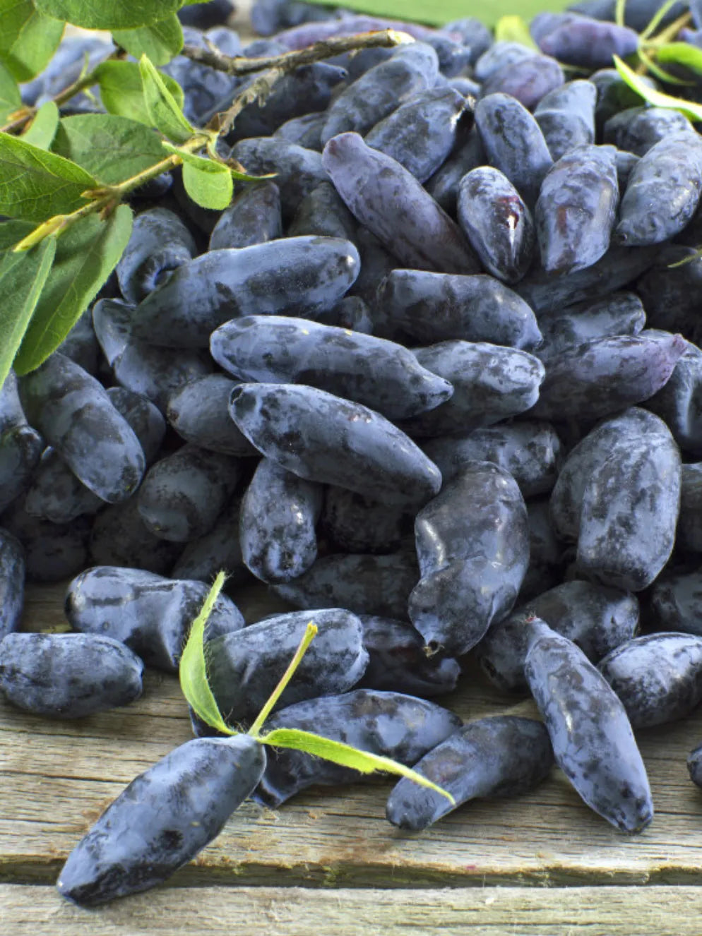 Haskap berry syrup | 245 ml