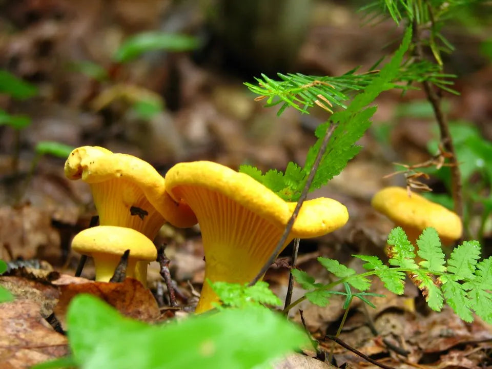 Caramel aux chanterelles | 190 ml