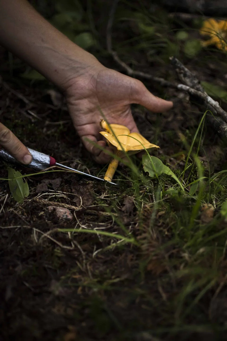 Caramel aux chanterelles | 190 ml