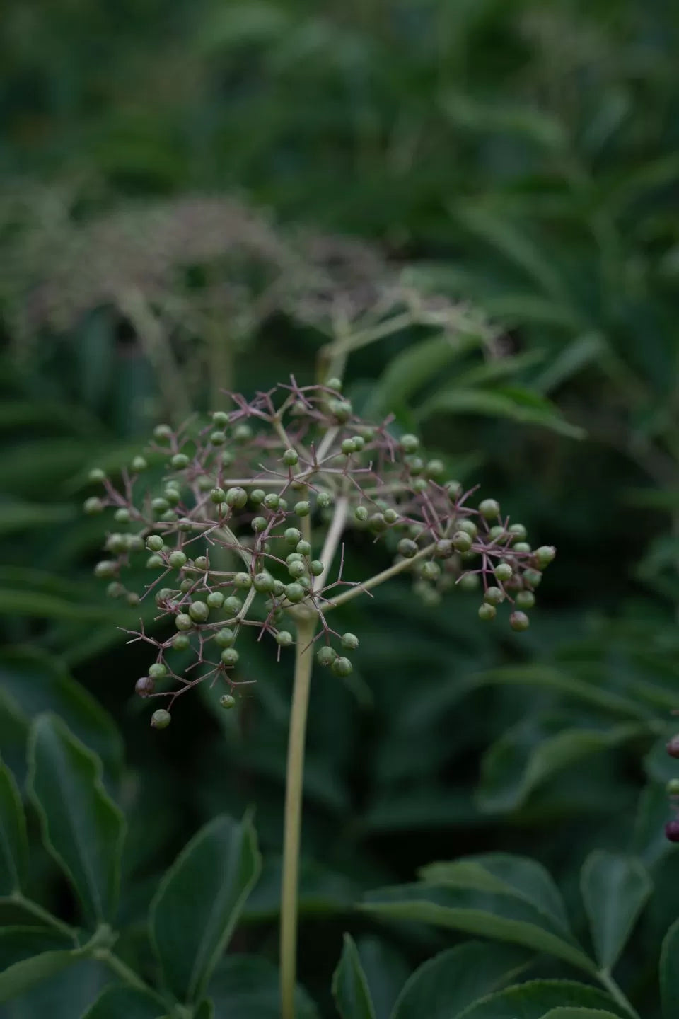 Câpres de Baies de Sureau immatures