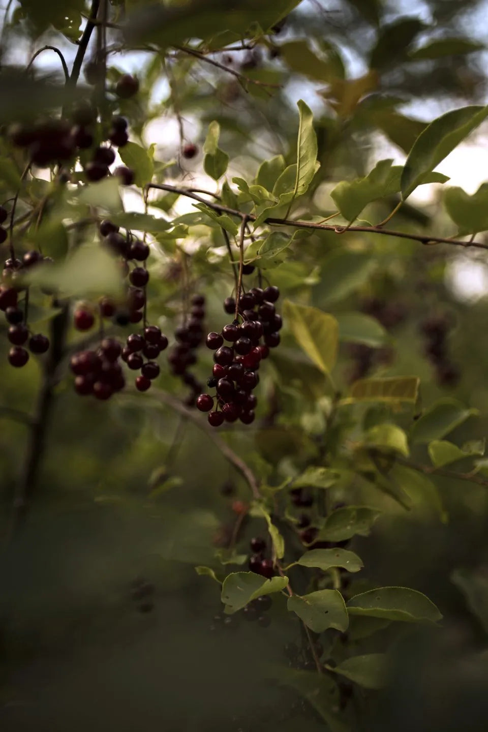 Gelée de cerises à grappes | 190 ml