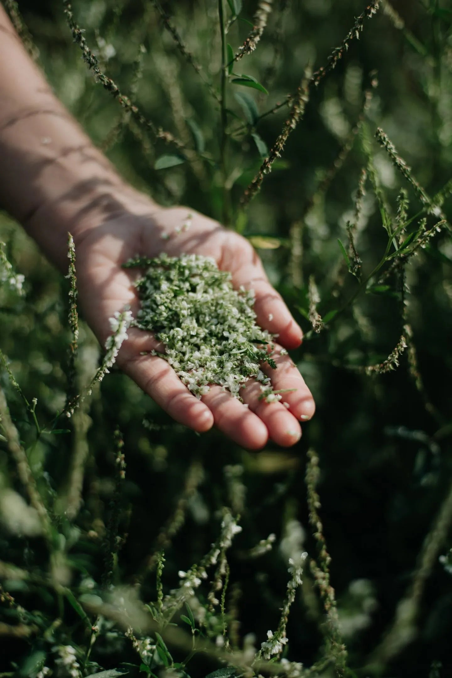 Essence de mélilot | 130 ml