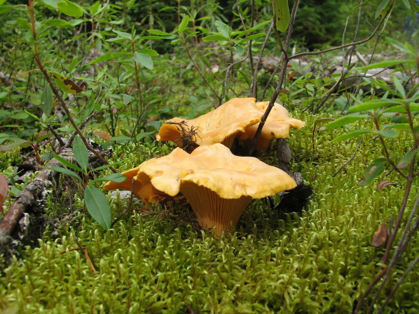 Chanterelles | 40g