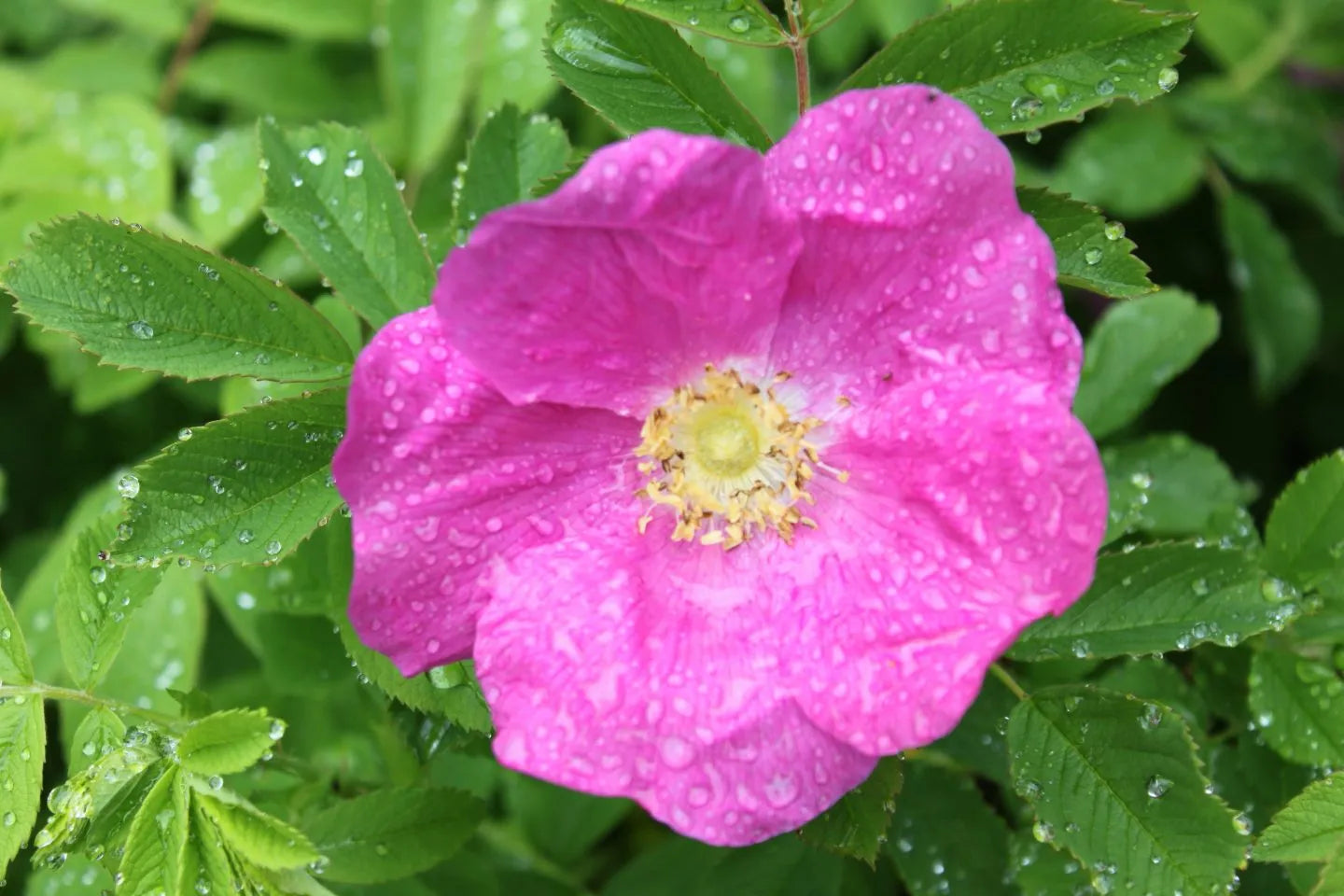 Sirop de roses sauvages | 245 ml