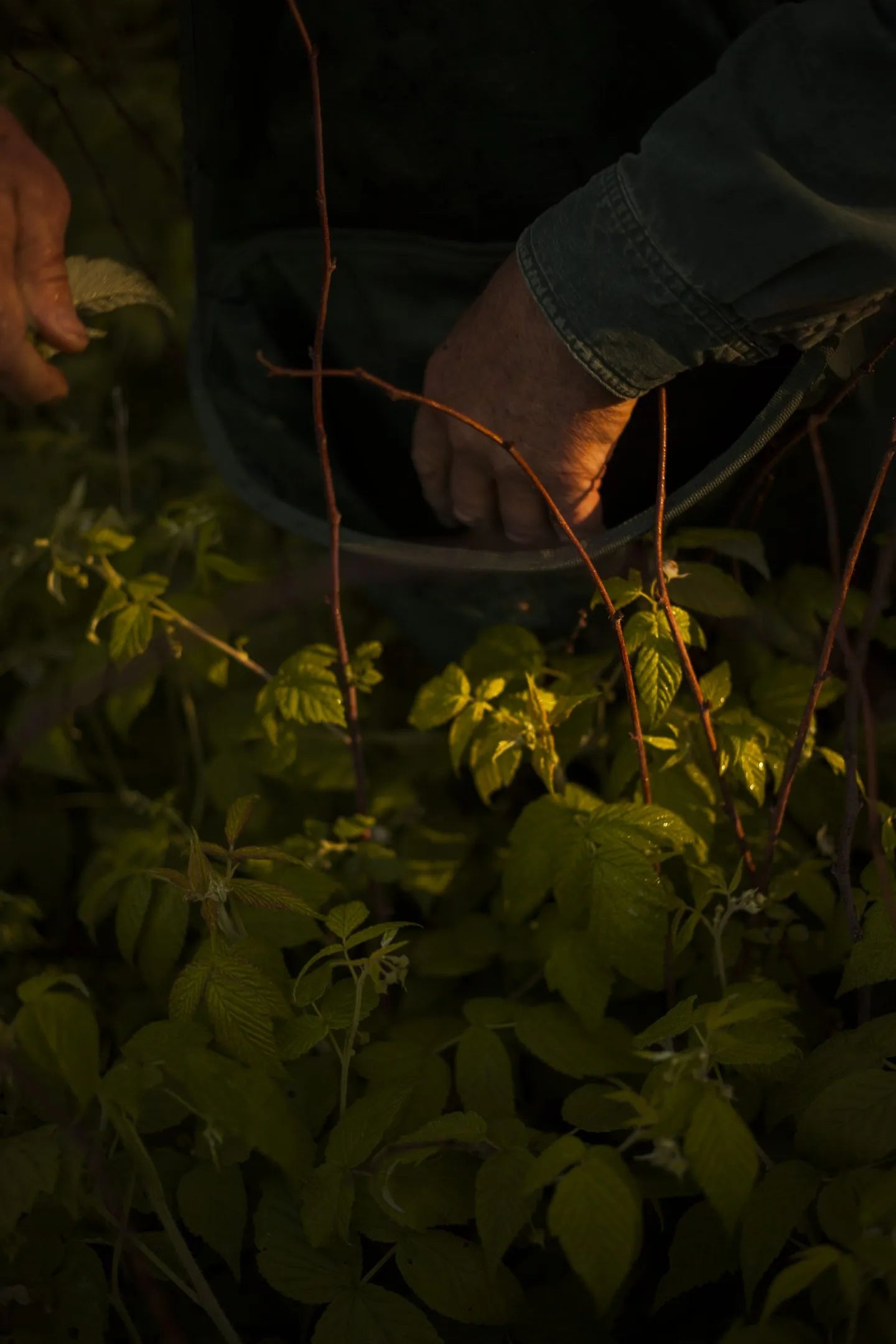 Wild Herbal Tea Indian Summer | 20 g