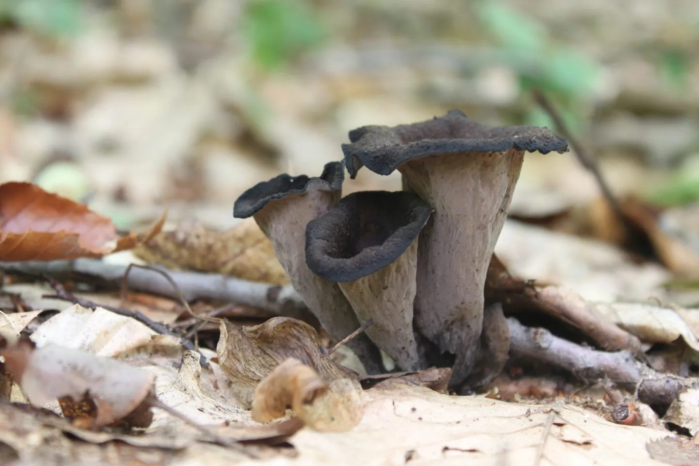 Trompettes de la mort | 40 g