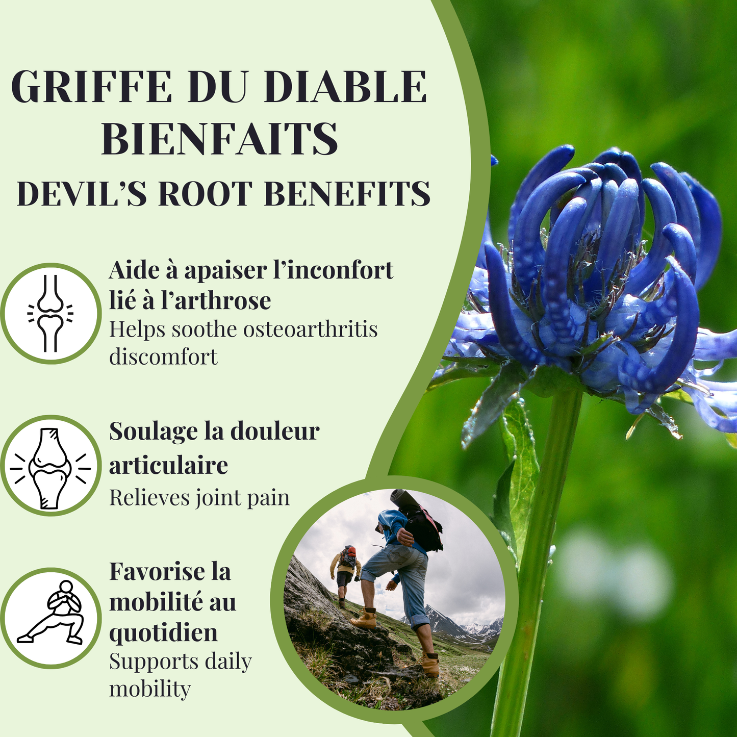 Griffe du diable | Douleur articulaire & Arthrose | 100 grammes