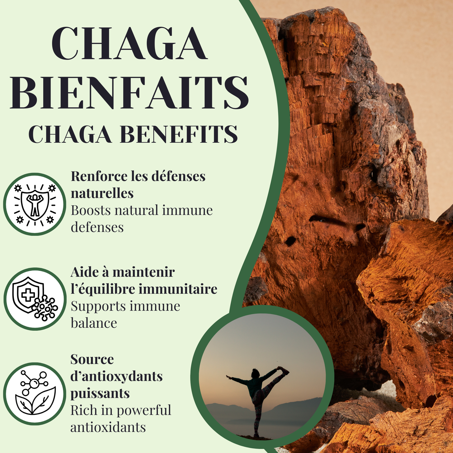 Chaga | Système immunitaire | 25 sachets