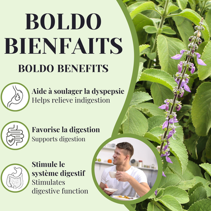 Boldo | Digestion | 25 Bags