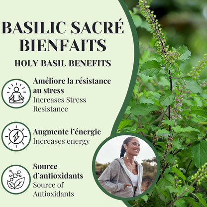Basilic sacré BIO | Énergie & résistance au stress | 50 grammes