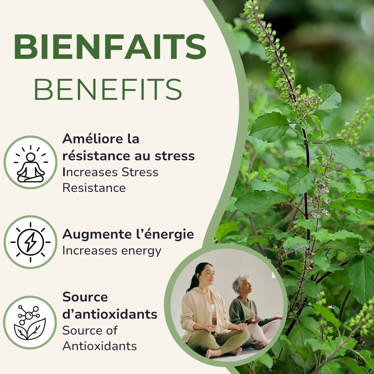 Bienfaits du Basilic sacré : améliore la résistance au stress, augmente l'énergie, source d'antioxydants