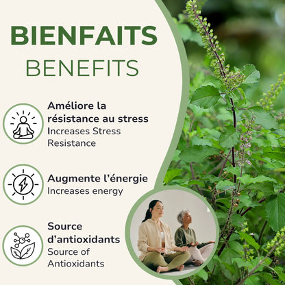 Bienfaits du Basilic sacré : améliore la résistance au stress, augmente l'énergie, source d'antioxydants