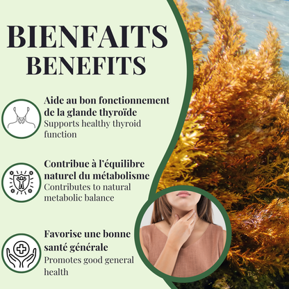 Marine Algae | Thyroid Gland | 90 capsules