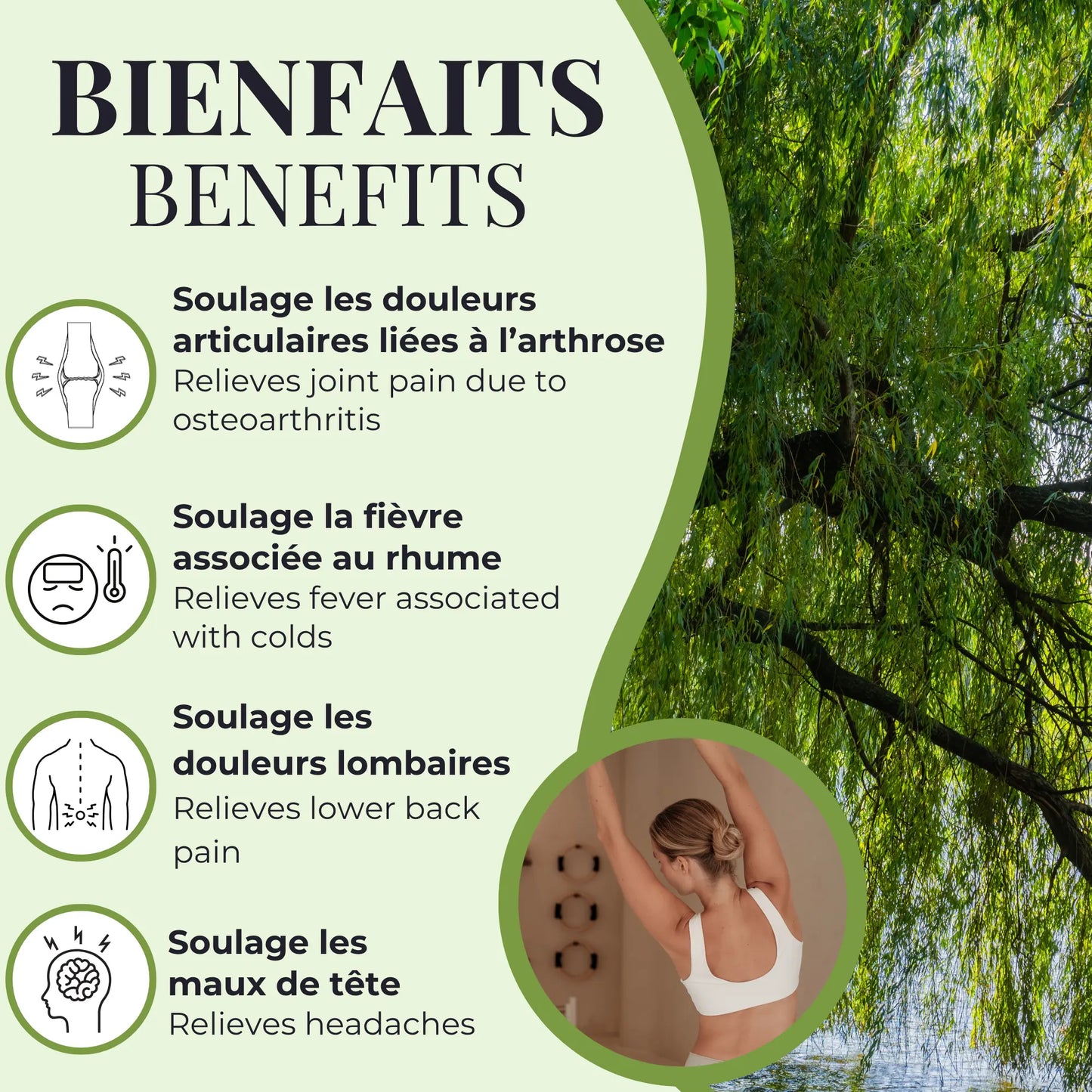 Bienfaits du saule Phytovie, aide à soulager les douleurs articulaires, les maux de tête, les douleurs lombaires et la fièvre associée au rhume