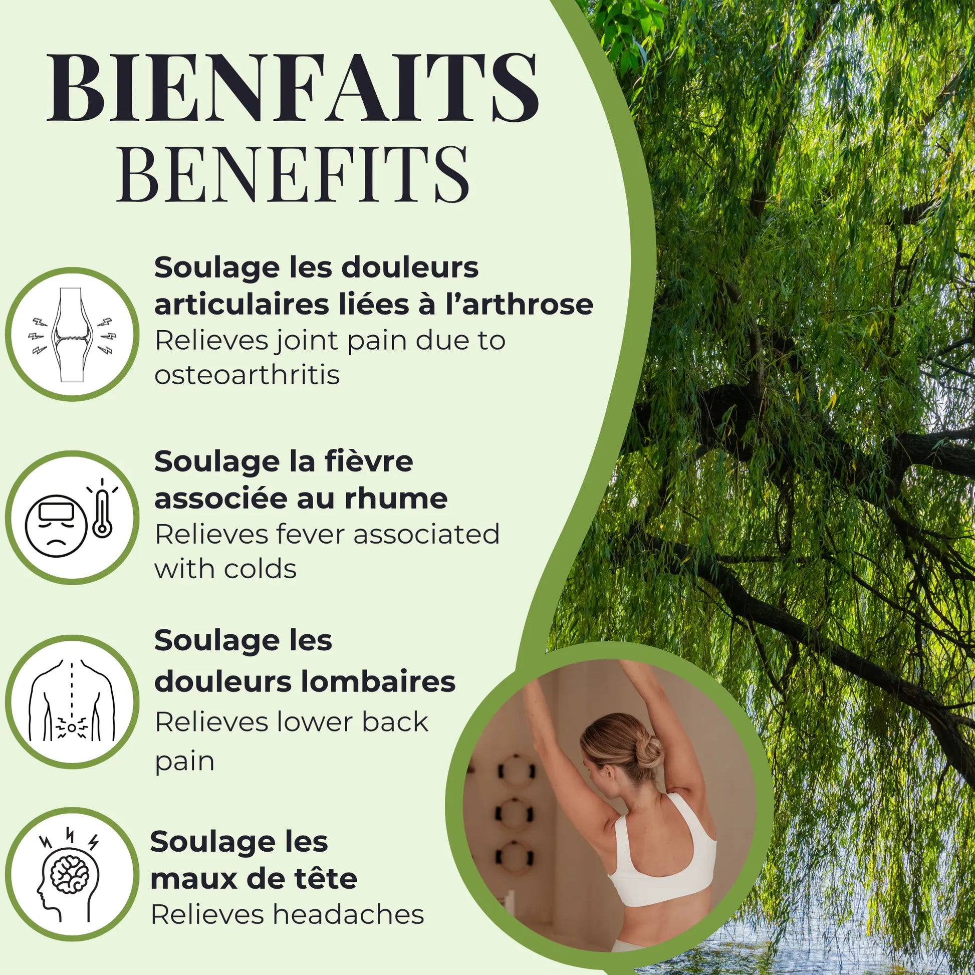 Bienfaits du saule Phytovie, aide à soulager les douleurs articulaires, les maux de tête, les douleurs lombaires et la fièvre associée au rhume