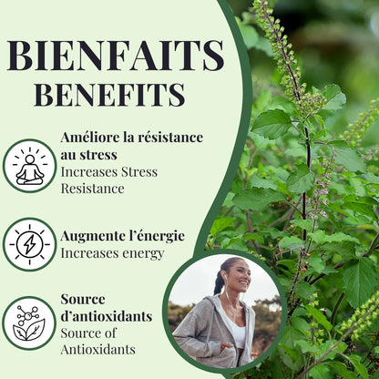 Bienfaits de la tisane de basilic sacré favorisant la relaxation, aidant à réduire le stress et soutenant l’équilibre et le bien-être général