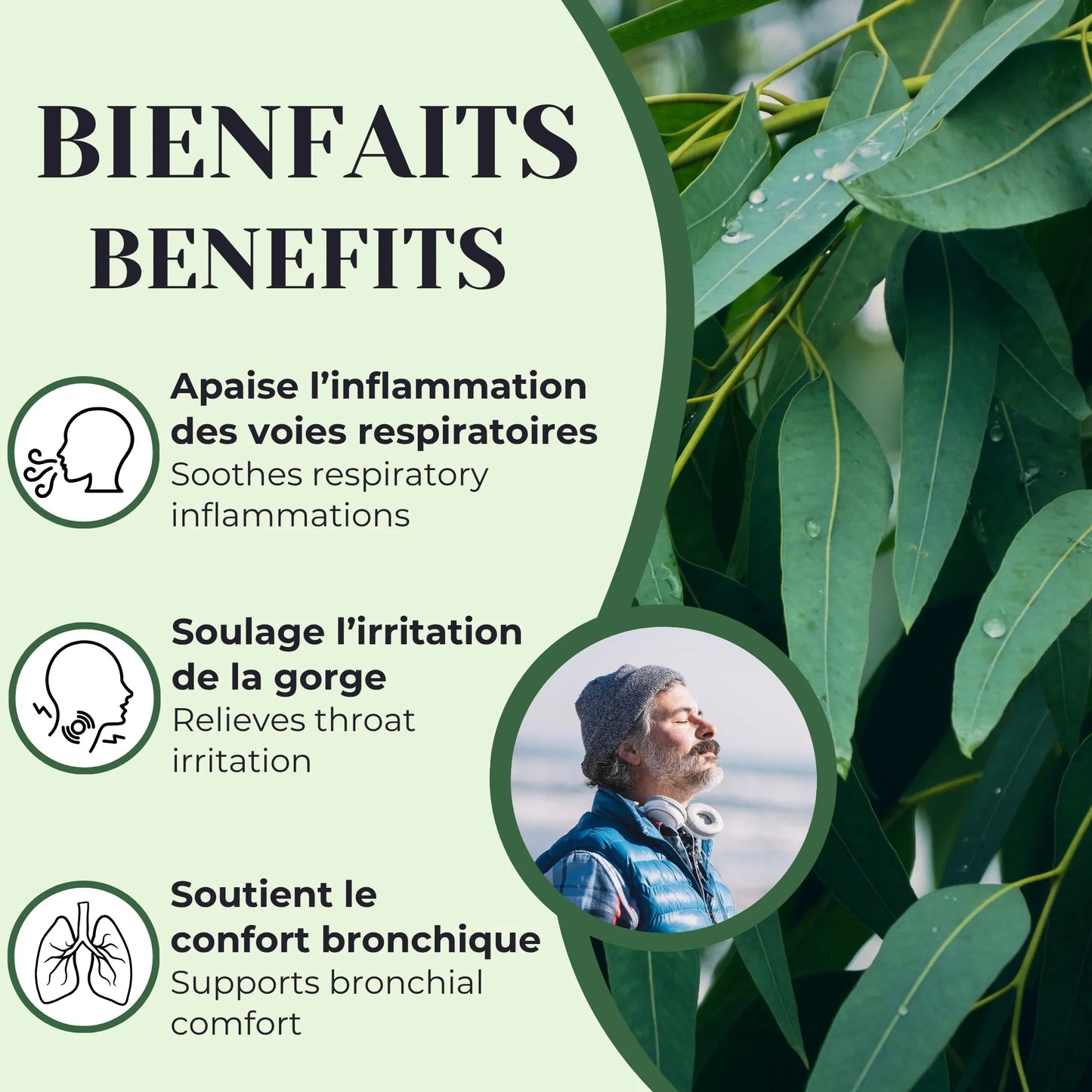 Bienfaits de la tisane d’eucalyptus utilisée traditionnellement comme expectorant pour aider à soulager la congestion, la toux et l’irritation de la gorge