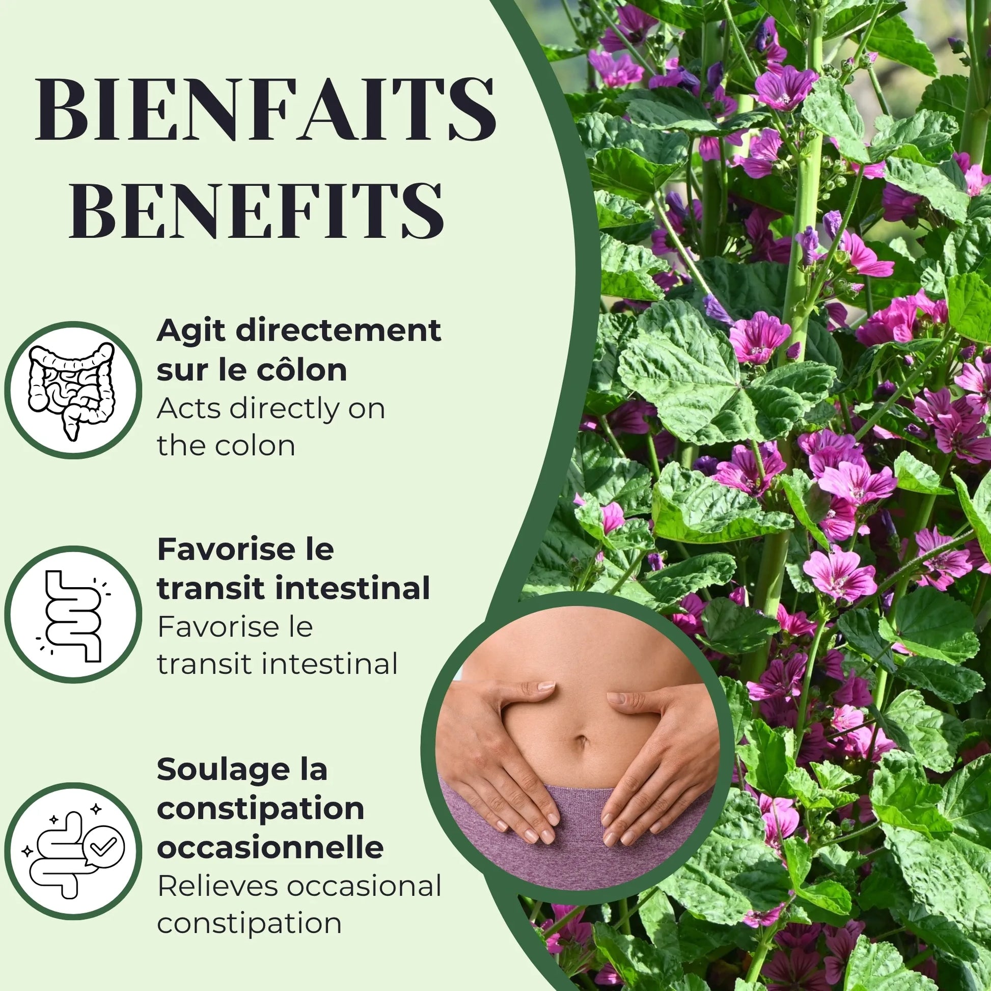 Bienfaits de la tisane Malva et Séné utilisée traditionnellement pour soulager la constipation occasionnelle et soutenir le transit intestinal