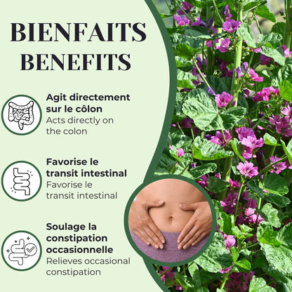 Bienfaits de la tisane Malva et Séné utilisée traditionnellement pour soulager la constipation occasionnelle et soutenir le transit intestinal