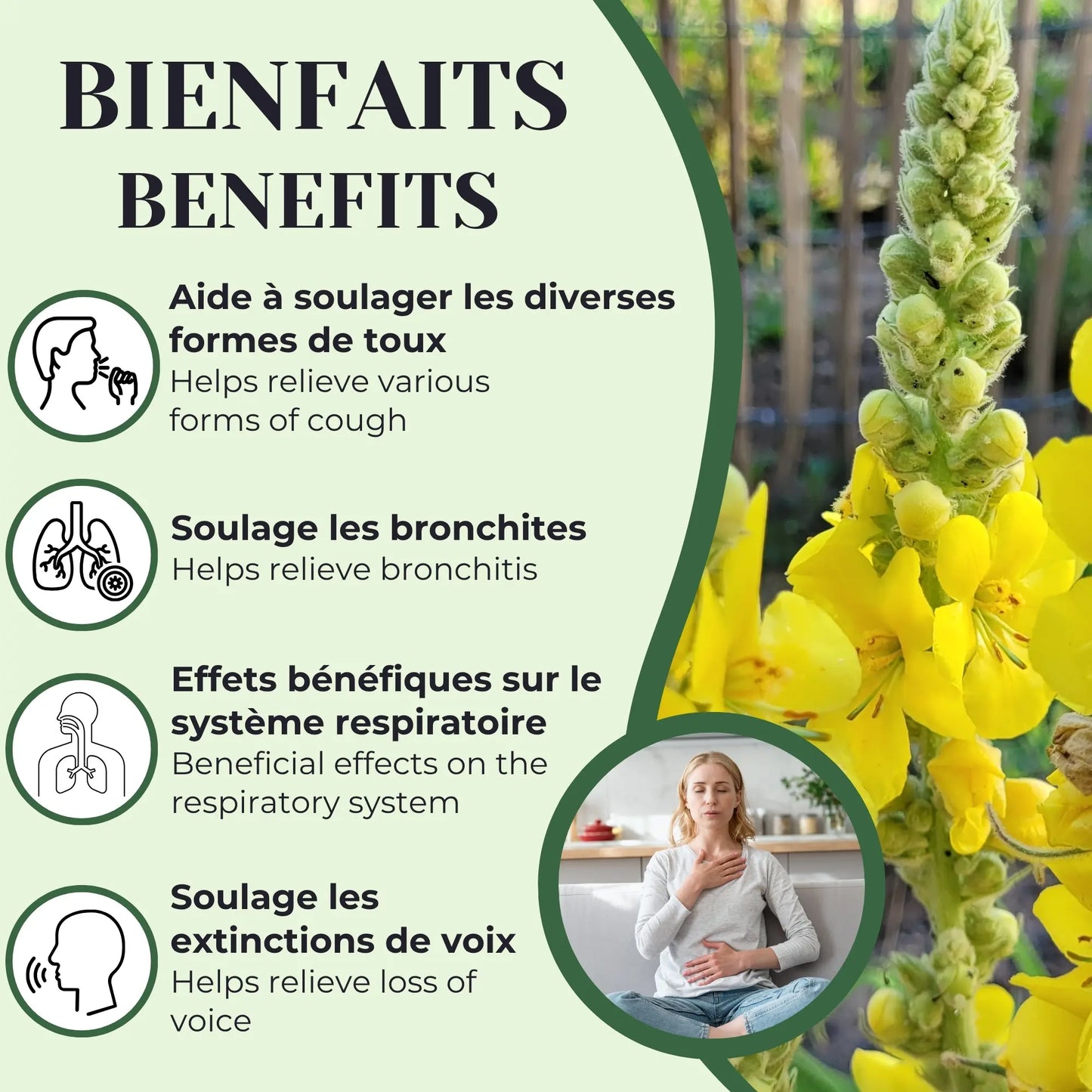 Infographie présentant les bienfaits de la molène : aide à soulager les différentes formes de toux, les bronchites, les extinctions de voix et favorise le bon fonctionnement du système respiratoire.