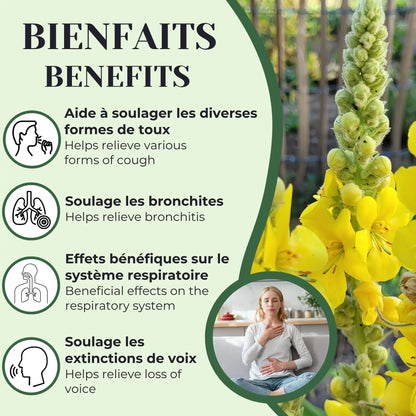 Infographie présentant les bienfaits de la molène : aide à soulager les différentes formes de toux, les bronchites, les extinctions de voix et favorise le bon fonctionnement du système respiratoire.
