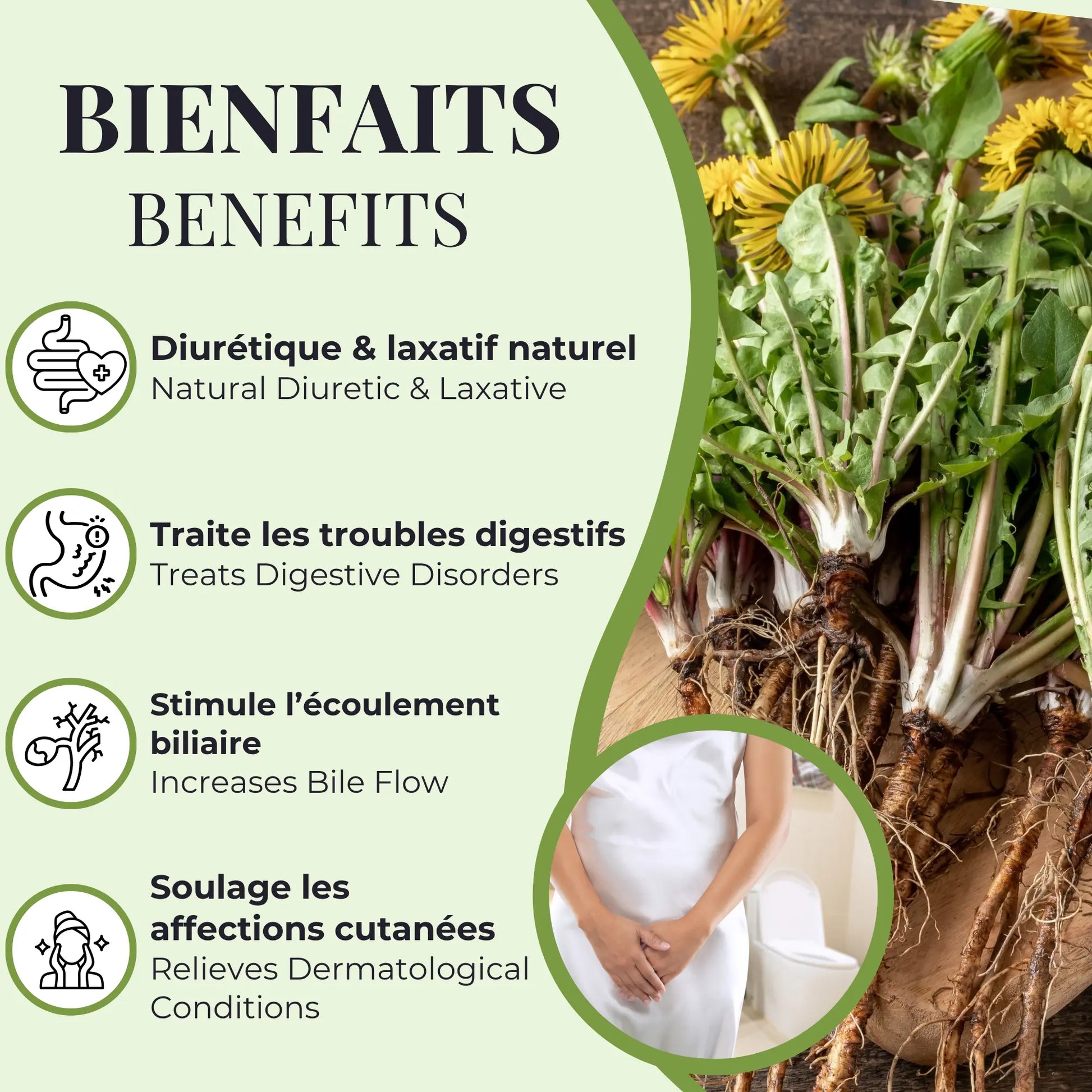 Bienfaits du pissenlit Phytovie, diurétique et laxatif naturel, aide à soulager les troubles digestifs, stimule l’écoulement biliaire et soutient la santé de la peau