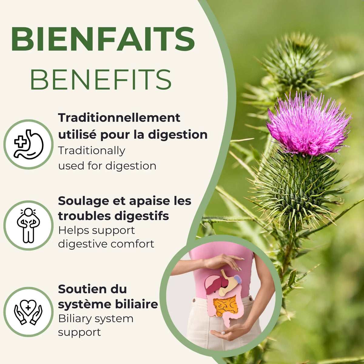 Bienfaits du Chardon-Marie : soutient la digestion, soulage les troubles digestifs, soutient le système biliaire