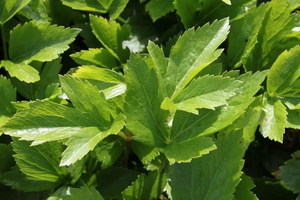 Herbes salées sauvages |  190 ml