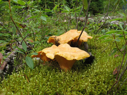 Chanterelles | 40g