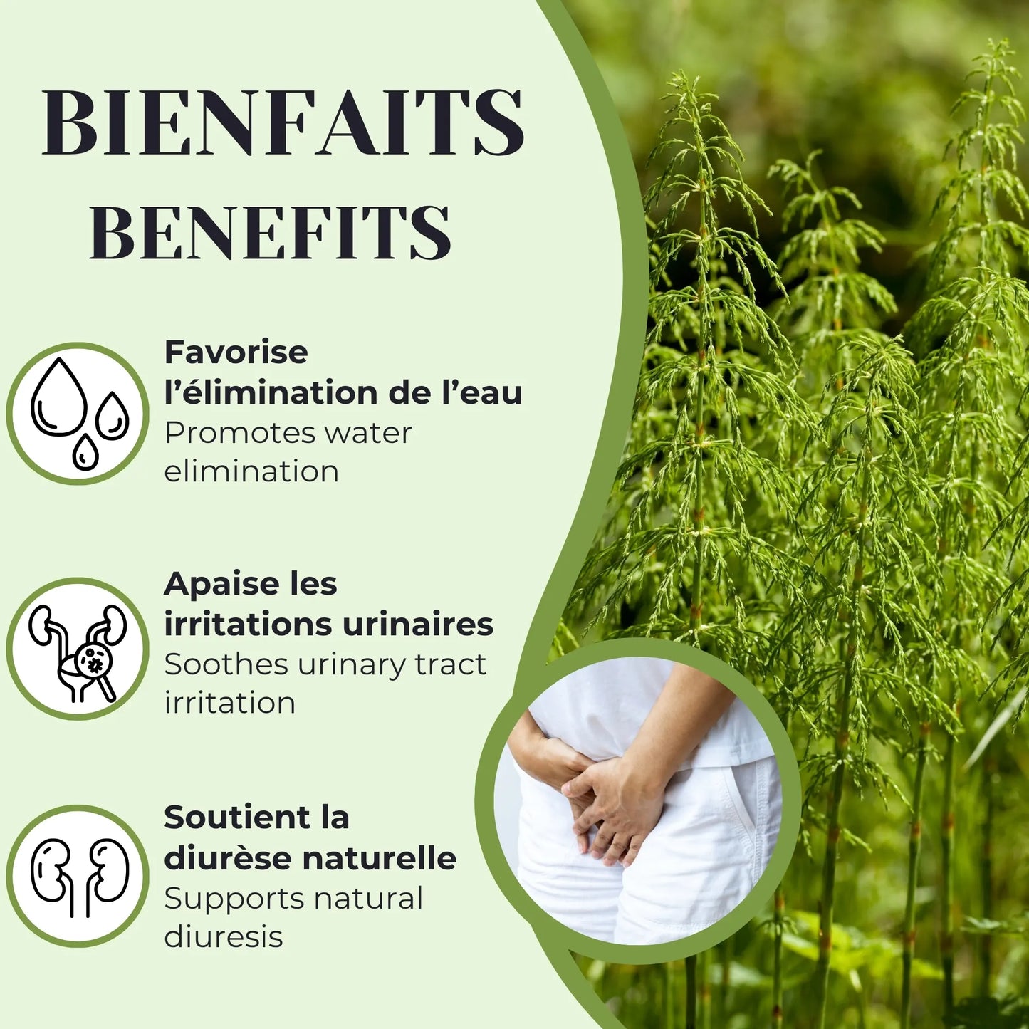 Infographie présentant les bienfaits de la prêle : favorise l’élimination de l’eau, apaise les irritations urinaires et soutient la diurèse naturelle, avec illustration de la plante de prêle.