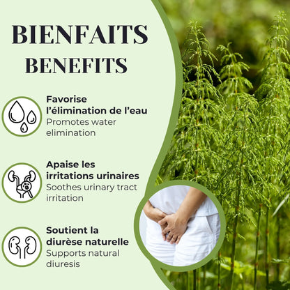 Infographie présentant les bienfaits de la prêle : favorise l’élimination de l’eau, apaise les irritations urinaires et soutient la diurèse naturelle, avec illustration de la plante de prêle.