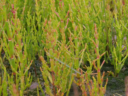 Herbes salées sauvages |  190 ml